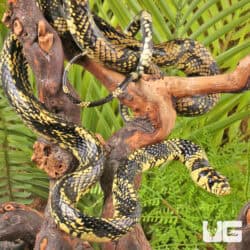 Nicaraguan Tiger Rat Snakes For Sale - Underground Reptiles