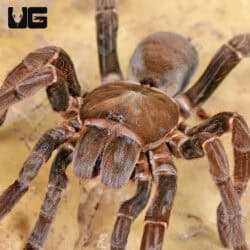 Nigerian Brown Baboon Tarantula (Hysterocrates laticeps) For Sale - Underground Reptiles