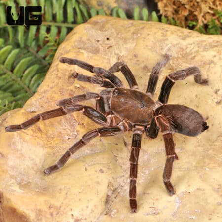 Nigerian Brown Baboon Tarantula (Hysterocrates laticeps) For Sale - Underground Reptiles
