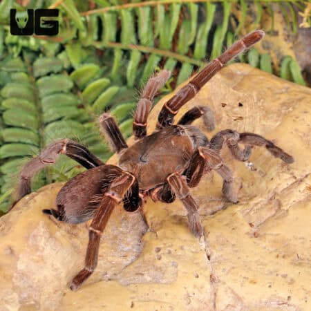 Nigerian Brown Baboon Tarantula (Hysterocrates laticeps) For Sale - Underground Reptiles