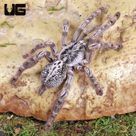 Ornamental Baboon Tarantulas For Sale - Underground Reptiles