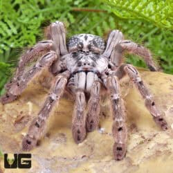 Ornamental Baboon Tarantulas For Sale - Underground Reptiles