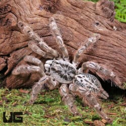 Ornamental Baboon Tarantulas For Sale - Underground Reptiles