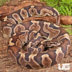 Adult GHI Blade Scaleless Head Ball Python For Sale - Underground Reptiles