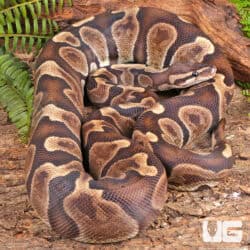 Adult GHI Blade Scaleless Head Ball Python For Sale - Underground Reptiles