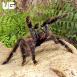 Goliath Pinktoe Tarantula (Avicularia braunshauseni) For Sale - Underground Reptiles