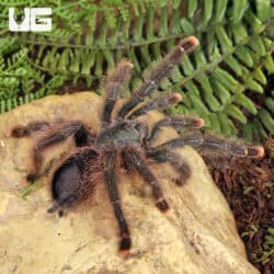 Goliath Pinktoe Tarantula (Avicularia braunshauseni) For Sale - Underground Reptiles