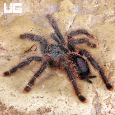Goliath Pinktoe Tarantula (Avicularia braunshauseni) For Sale - Underground Reptiles