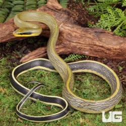 Grabowski's Cave Ratsnake For Sale - Underground Reptiles