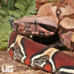 Guyana Redtail Boa (Boa c. constrictor) for sale - Underground Reptiles