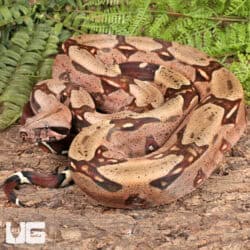 Guyana Redtail Boa (Boa c. constrictor) for sale - Underground Reptiles