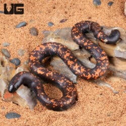 Juvenile Calabar Pythons For Sale - Underground Reptiles