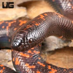 Juvenile Calabar Pythons For Sale - Underground Reptiles