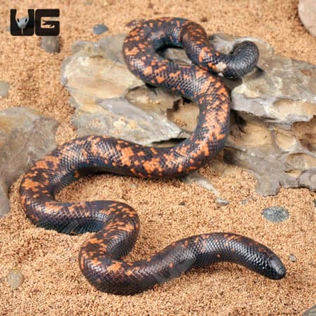 Juvenile Calabar Pythons For Sale - Underground Reptiles