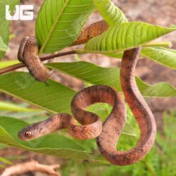 Keeled Slug Eating Snake For Sale - Underground Reptiles