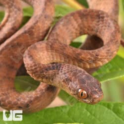 Keeled Slug Eating Snake For Sale - Underground Reptiles