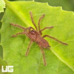 King Baboon Tarantula For Sale - Underground Reptiles