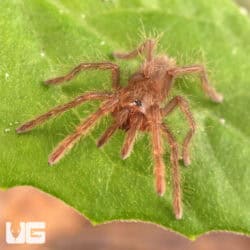 King Baboon Tarantula For Sale - Underground Reptiles