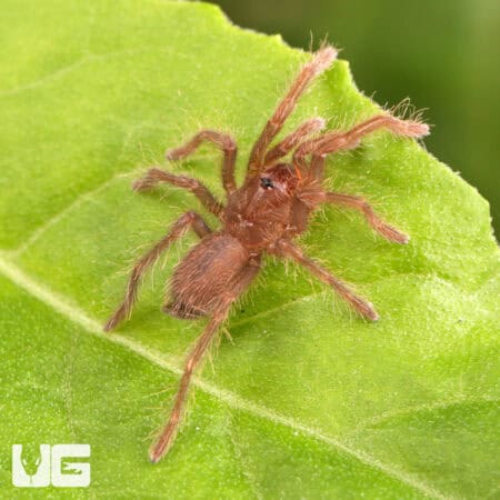 King Baboon Tarantula For Sale - Underground Reptiles