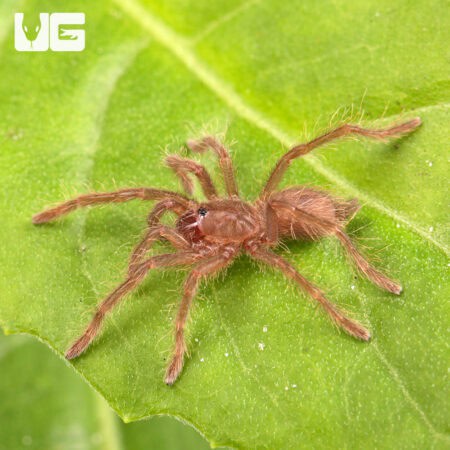 King Baboon Tarantula For Sale - Underground Reptiles