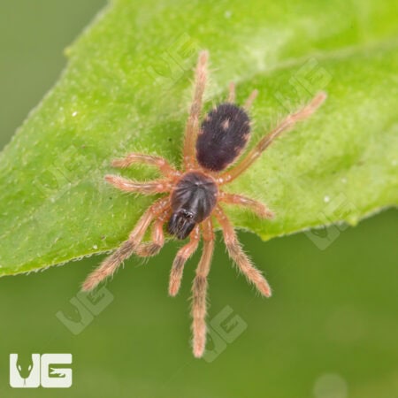 Lava Tarantula For Sale - Underground Reptiles