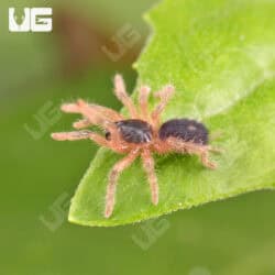 Lava Tarantula For Sale - Underground Reptiles