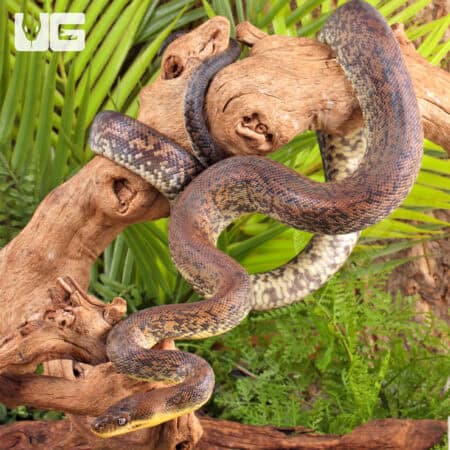 Macklot's Python For Sale - Underground Reptiles