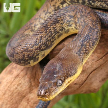 Macklot's Python For Sale - Underground Reptiles