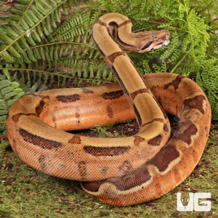 Male Hypo Key West Het Albino Boa For Sale - Underground Reptiles