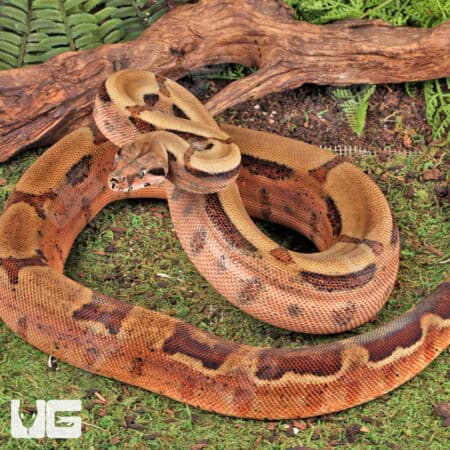 Male Hypo Key West Het Albino Boa