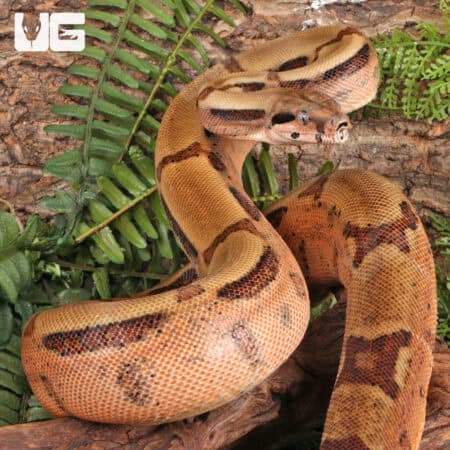 Male Hypo Key West Het Albino Boa For Sale - Underground Reptiles