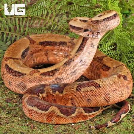 Male Hypo Key West Het Albino Boa For Sale - Underground Reptiles