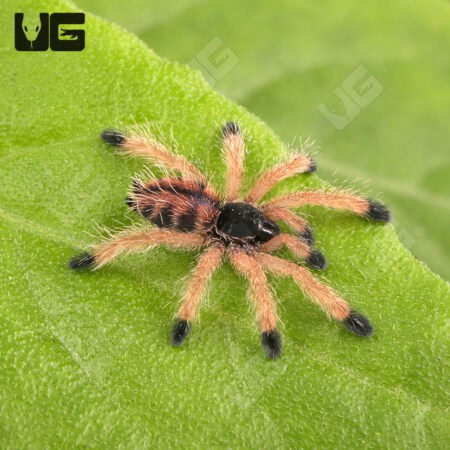 Metallic Pinktoe Tarantulas For Sale - Underground Reptiles