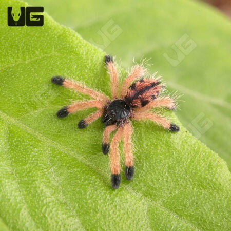 Metallic Pinktoe Tarantulas For Sale - Underground Reptiles