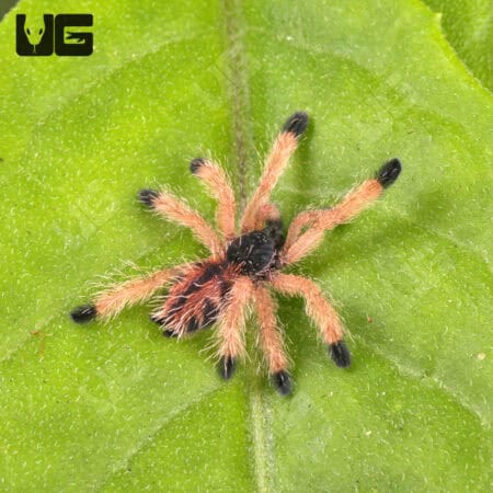 Metallic Pinktoe Tarantulas For Sale - Underground Reptiles