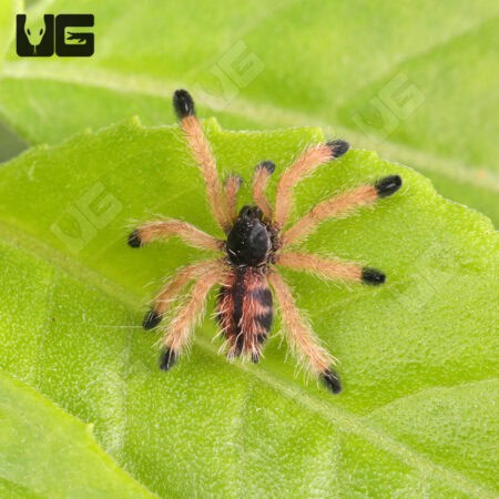 Metallic Pinktoe Tarantulas For Sale - Underground Reptiles