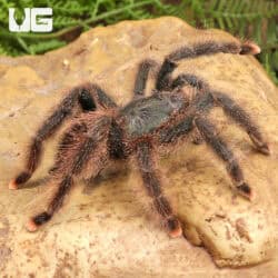 Metallic Pinktoe Tarantulas For Sale - Underground Reptiles