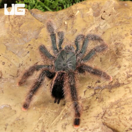 Metallic Pinktoe Tarantulas For Sale - Underground Reptiles