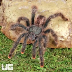 Metallic Pinktoe Tarantulas For Sale - Underground Reptiles