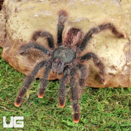 Metallic Pinktoe Tarantulas For Sale - Underground Reptiles
