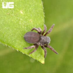 Moroccan Blue Velvet Spiders For Sale - Underground Reptiles