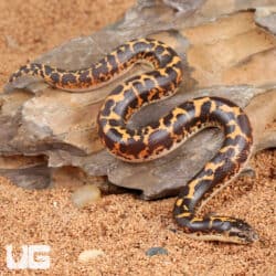 Baby Kenyan Sand Boas For Sale - Underground Reptiles