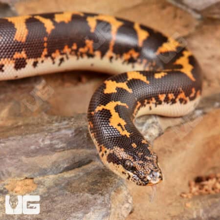 Baby Kenyan Sand Boas For Sale - Underground Reptiles