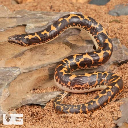 Baby Kenyan Sand Boas For Sale - Underground Reptiles