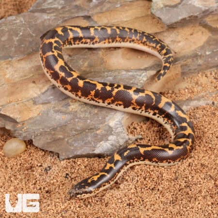 Baby Kenyan Sand Boas For Sale - Underground Reptiles
