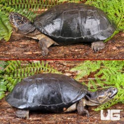 Okavango Mud Turtles For Sale - Underground Reptiles