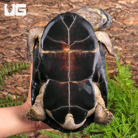 Okavango Mud Turtles For Sale - Underground Reptiles