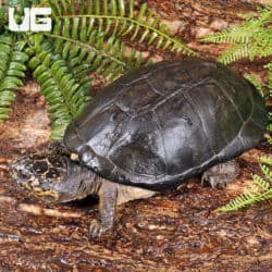 Okavango Mud Turtles For Sale - Underground Reptiles