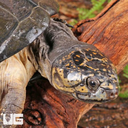 Okavango Mud Turtles For Sale - Underground Reptiles