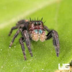 Ometepe Jumping Spider For Sale - Underground Reptiles